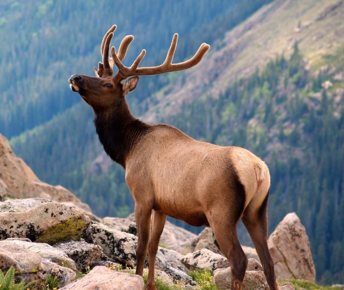 wildlife watching tips