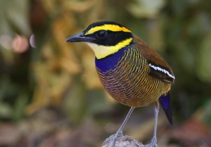 The Ultimate Guide to Birding in National Parks: Tips & Top Spots