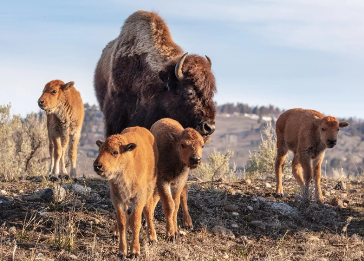 best national parks for wildlife