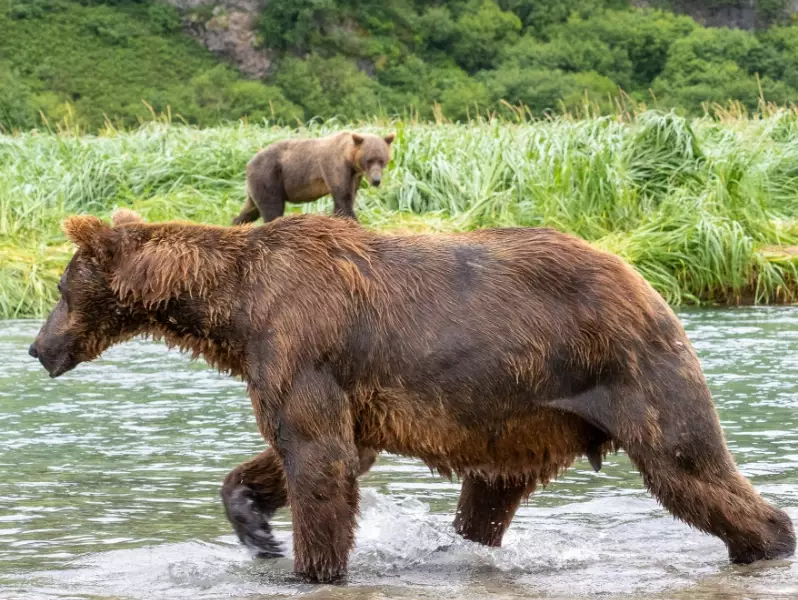 Katmai bear viewing tips Katmai bear viewing tips