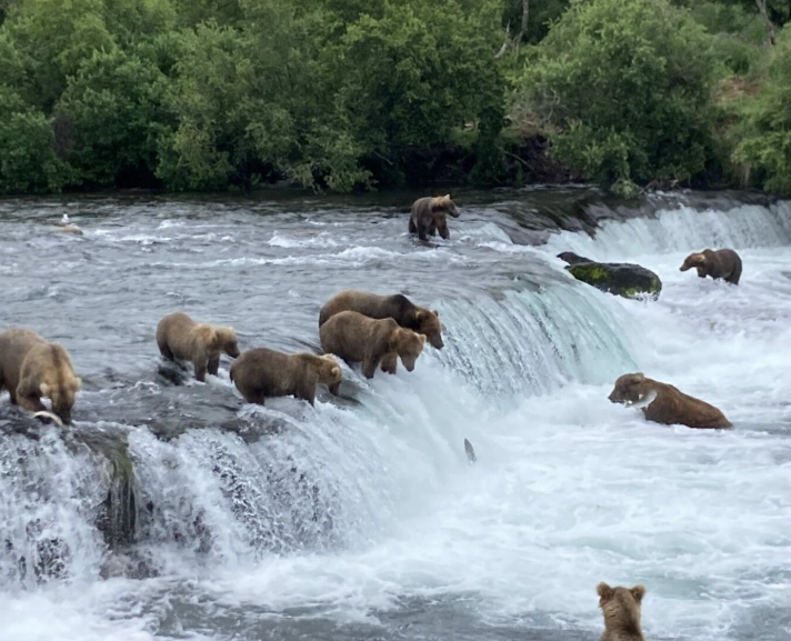 Brooks Falls bears Brooks Falls bears