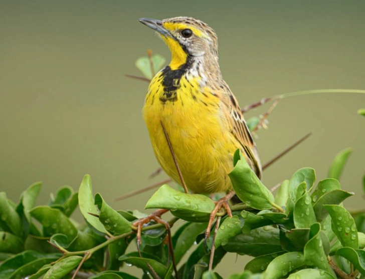 national park birding national park birding