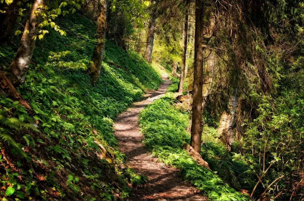 Trail Examples: 7 Types for Every Hiker