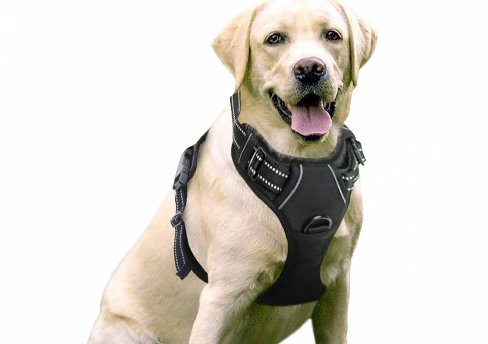 how to put on a dog harness