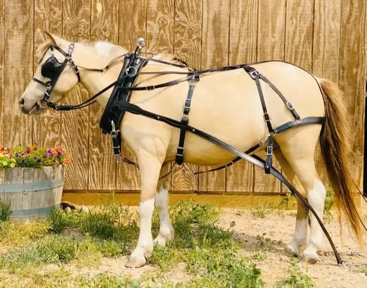 standardbred harness racing standardbred harness racing