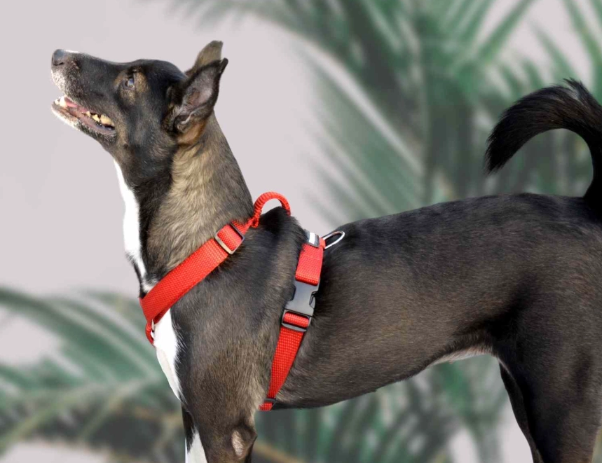 how to put on a dog harness