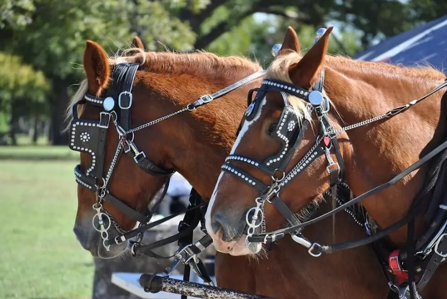 harness horse breeds harness horse breeds