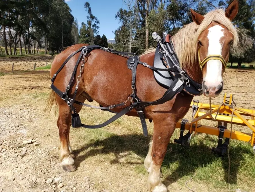 standardbred harness racing standardbred harness racing