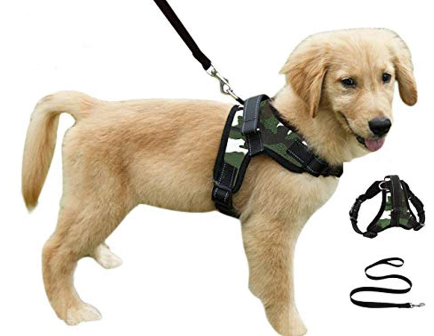 Harness Dog Guide: How to Choose and Use a Dog Harness