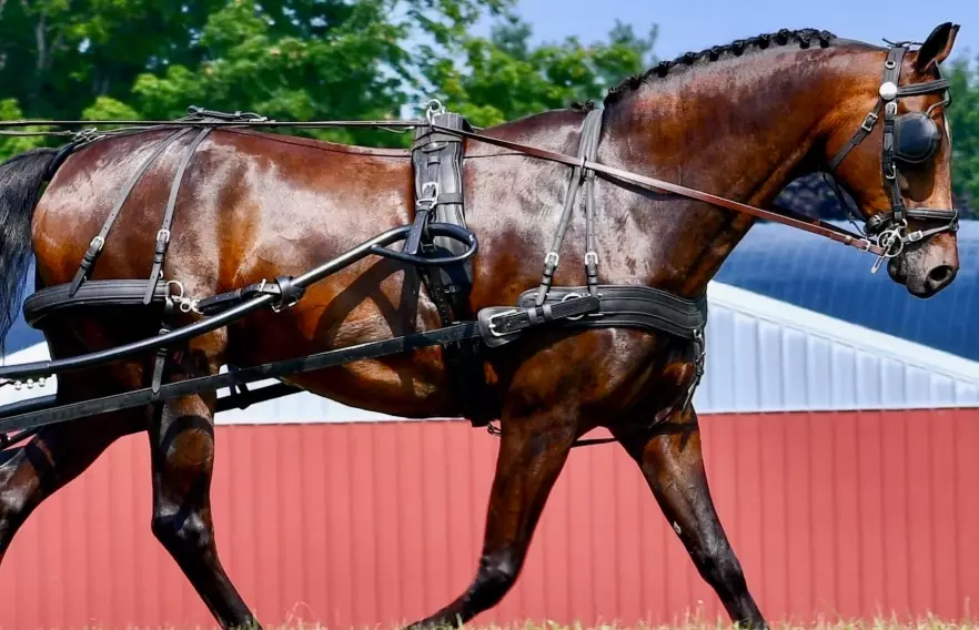 driving horse training driving horse training